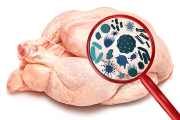 Magnifying lens with simulated germs, viruses, bacteria, food allergy concept. Raw chicken turkey partridge, hen broiler carcass isolated on white background. Meat Chicken body.