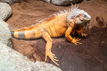 A close up photo of orange iguana reptile in a display cage at Lembang Park and Zoo, Bandung, Indonesia