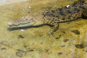 The saltwater crocodile at Lembang Park and Zoo exudes prehistoric power, its scaly armor and formidable jaws showcasing the awe-inspiring presence of this apex reptile.