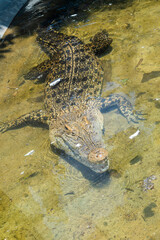 The saltwater crocodile at Lembang Park and Zoo exudes prehistoric power, its scaly armor and formidable jaws showcasing the awe-inspiring presence of this apex reptile.