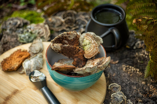Chaga and Turkey’s tail, Trametes versicolor mushroom. Mushroom coffee chaga superfood. Dried mushrooms and and a cup of coffee. Healthy organic energizing adaptogen, endurance boosting food ... 