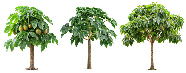 plant and foot PNG transparent background