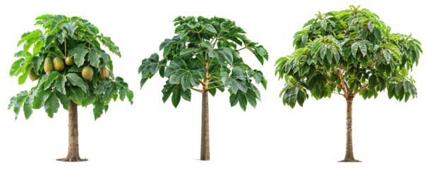 plant and foot PNG transparent background