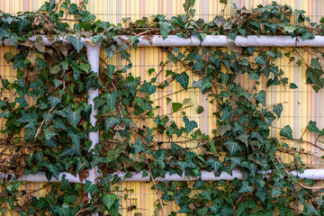 an overgrown railing in front of a wall