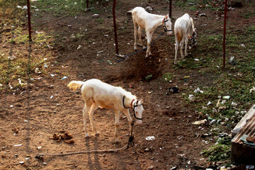 Ariel view of Indian breed young white horses in compound. Selective focus of white horses tied by...