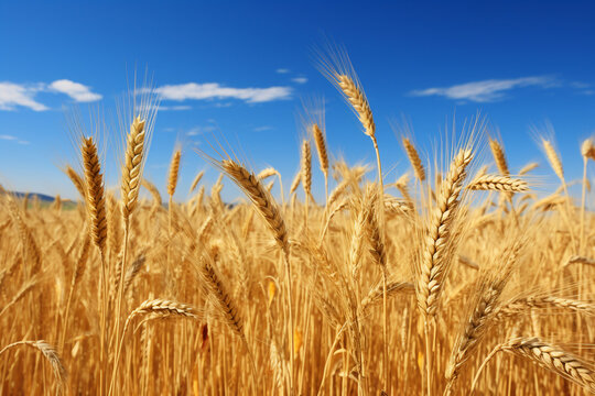 wheat fields, beautiful scenery, agricultural scenery