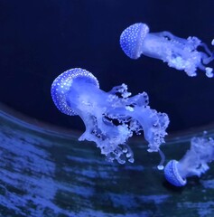 Blue jellyfish in the aquarium