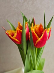 Bouquet of multi-colored tulips. Tulip is a perennial bulbous plant with bright flowers from the genus Tulipa. beautiful bouquet of tulips on a light background