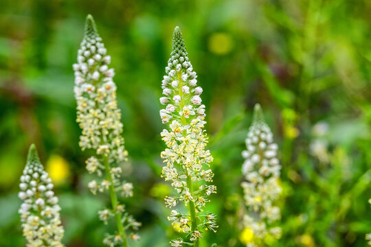 Bl&uuml;hender wei&szlig;er Wau, Reseda alba, Peloponnes, Griechenland. 24012.jpg