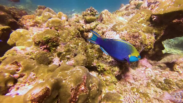 Blue parrot fish feeding swims in coral reefs of warm tropical waters in natural habitat.