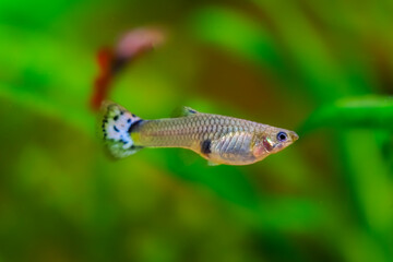 Guppy close-up , a freshwater aquarium fish