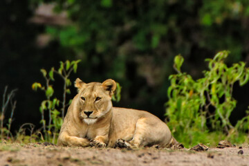 Naklejka na ściany i meble A Lioness rests after a meal at the Amboseli National Park, Kenya