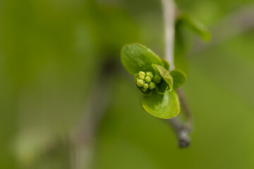 Closeup of a green tendril on a branch