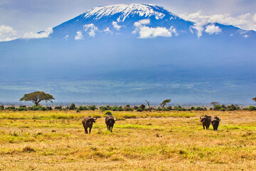 An African picture perfect postcard Scene of Buffalos grazing at the foot of the magnificent Mount...