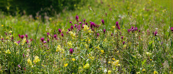 Spring wildflower meadow in yellow, purple and green colors (Kaiserstuhl, Germany)