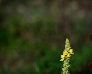 PLANTA SILVESTRE DE VERBASCO (Verbascum Thapsus)