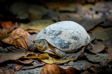 the turtle on the ground