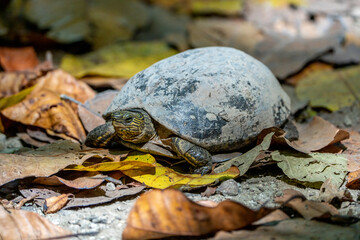 the turtle on the ground