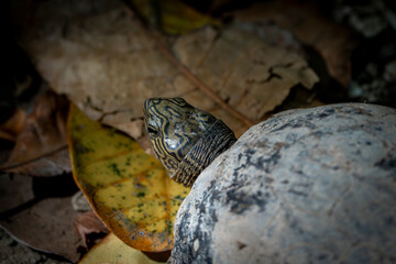 the turtle on the ground