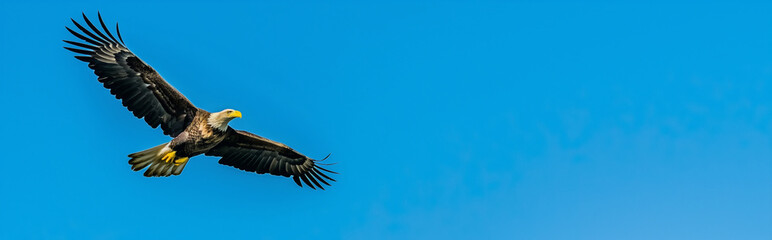 Eagle with spread wings flying in clear blue sky. Panorama view . Generative AI