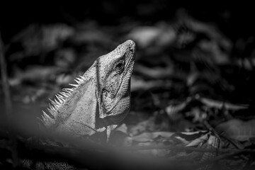 Black spiny-tailed iguana in the forest on the floor