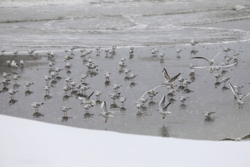 Seagulls waiting on the seashore with snow