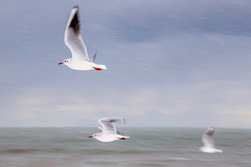 Seagulls trying to fly in the air with snow
