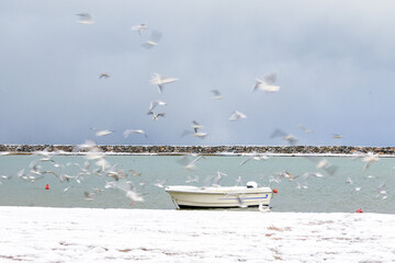 Seagulls in the air with snow, sea and boat view in the background