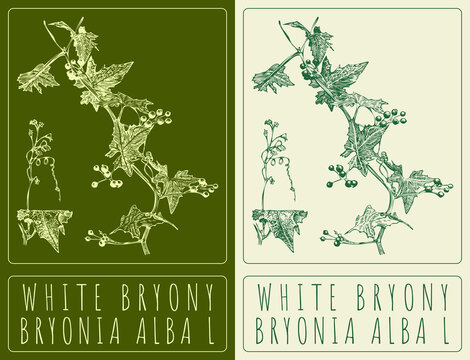 Drawing WHITE BRYONY . Hand drawn illustration. The Latin name is BRYONIA ALBA L.
