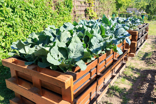 Hochbeet aus Paletten