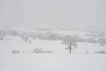 Snow covered land and tree