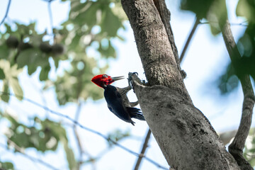 woodpecker with red head in costa rica