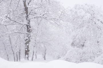 Winter landscape with snowy trees