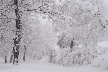 Winter landscape with snowy trees