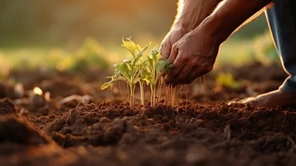 Deurstickers Expert hand of farmer checking soil health before growth a seed of vegetable or plant seedling. © Oleg