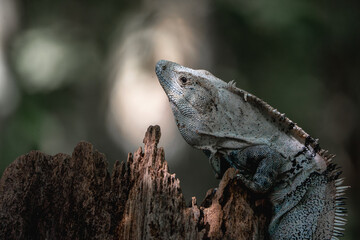 black iguana in the forest