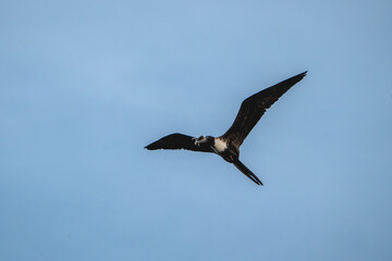 magnificent frigatebird with a fish catch in it's beak bird, sea ocean