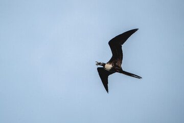 magnificent frigatebird with a fish catch in it's beak bird, sea ocean