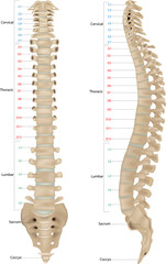 Human Skeleton Anatomy.Vertebral Column of Human Body Anatomy infograpic diagram including all vertebra cervical thoracic lumbar sacral and coccygeal