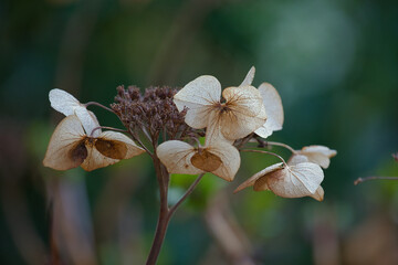 Blütenblätter - Hortensie im Herbst - schöne Blumen