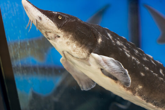 Big gray catfish in aquarium close up