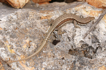 A Common Wall Lizard (Podarcis muralis) on a warm stone in Herzegovina.