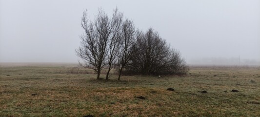 Drzewa we mgle.