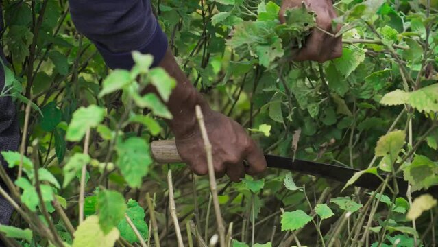 Farmers in Indonesia harvest patchouli leaves as the main ingredient for producing patchouli oil