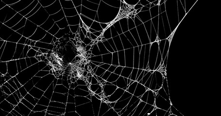 Spider's web realistic use black background - obrazy, fototapety, plakaty