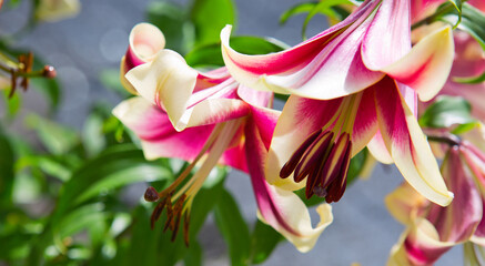 Lilium 'Red Dutch' is an asiatic hybrid lily with red flowers edged yellow .