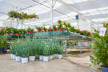 Inside the greenhouse of a garden center bussiness. Variety of flower and plants on sale inside a plant nursery.