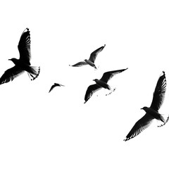 Obraz premium birds in flight on transparent background