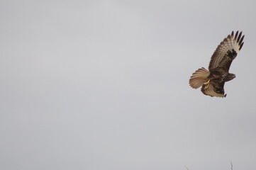 red falcon flying