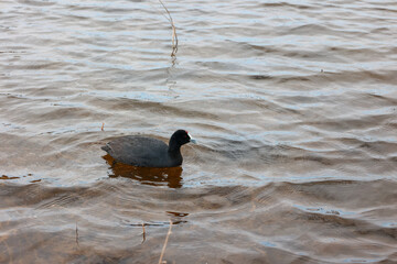 Ave Fulica americana, nadando en las aguas del Parque Natural El Hondo, Elche, Alicante